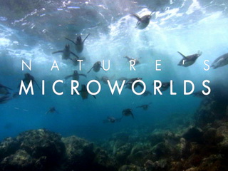 Nature's Microworlds: A Delicate Balancing Act